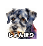 表情豊かなミニチュアシュナウザースタンプ（個別スタンプ：3）