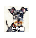 表情豊かなミニチュアシュナウザースタンプ（個別スタンプ：11）