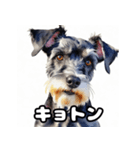 表情豊かなミニチュアシュナウザースタンプ（個別スタンプ：20）