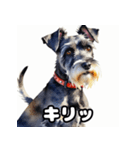 表情豊かなミニチュアシュナウザースタンプ（個別スタンプ：31）