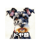 表情豊かなミニチュアシュナウザースタンプ（個別スタンプ：38）