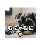 水彩タッチのゆるかわスタンプ40（個別スタンプ：35）