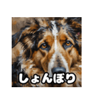 表情豊かなシェパードの毎日スタンプ（個別スタンプ：4）
