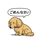 ミニチュアダックス (ロング＋イエロー）（個別スタンプ：2）