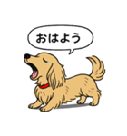 ミニチュアダックス (ロング＋イエロー）（個別スタンプ：4）