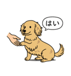 ミニチュアダックス (ロング＋イエロー）（個別スタンプ：6）