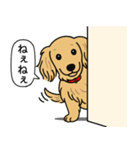 ミニチュアダックス (ロング＋イエロー）（個別スタンプ：12）