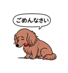 ミニチュアダックス (ロング＋レッド)（個別スタンプ：2）