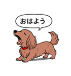 ミニチュアダックス (ロング＋レッド)（個別スタンプ：4）