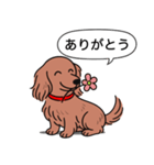 ミニチュアダックス (ロング＋レッド)（個別スタンプ：5）