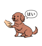 ミニチュアダックス (ロング＋レッド)（個別スタンプ：6）