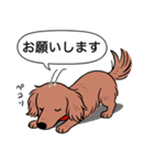 ミニチュアダックス (ロング＋レッド)（個別スタンプ：7）