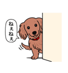 ミニチュアダックス (ロング＋レッド)（個別スタンプ：12）