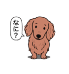 ミニチュアダックス (ロング＋レッド)（個別スタンプ：22）