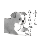 色んな犬詰め合わせ（個別スタンプ：14）