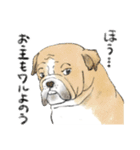 色んな犬詰め合わせ（個別スタンプ：25）