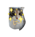 あすねこのスタンプ3（個別スタンプ：1）