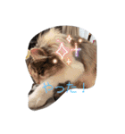 あすねこのスタンプ3（個別スタンプ：3）