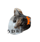 あすねこのスタンプ3（個別スタンプ：4）