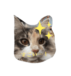 あすねこのスタンプ3（個別スタンプ：6）