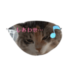 あすねこのスタンプ3（個別スタンプ：7）
