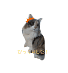 あすねこのスタンプ3（個別スタンプ：9）