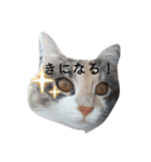 あすねこのスタンプ3（個別スタンプ：11）
