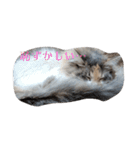あすねこのスタンプ3（個別スタンプ：15）