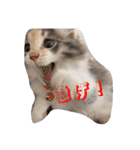 あすねこのスタンプ3（個別スタンプ：16）