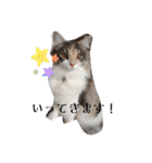 あすねこのスタンプ3（個別スタンプ：17）