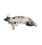 あすねこのスタンプ3（個別スタンプ：18）