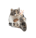 あすねこのスタンプ3（個別スタンプ：19）