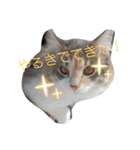 あすねこのスタンプ3（個別スタンプ：20）