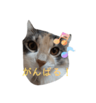 あすねこのスタンプ3（個別スタンプ：21）