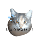 あすねこのスタンプ3（個別スタンプ：22）