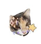 あすねこのスタンプ3（個別スタンプ：24）
