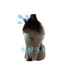 あすねこのスタンプ3（個別スタンプ：25）