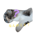 あすねこのスタンプ3（個別スタンプ：26）