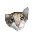 あすねこのスタンプ3（個別スタンプ：27）