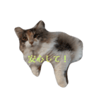あすねこのスタンプ3（個別スタンプ：29）