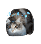 あすねこのスタンプ3（個別スタンプ：31）