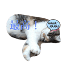 あすねこのスタンプ3（個別スタンプ：32）