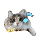 あすねこのスタンプ3（個別スタンプ：33）