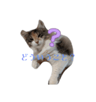 あすねこのスタンプ3（個別スタンプ：35）