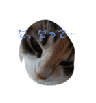 あすねこのスタンプ3（個別スタンプ：39）
