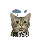 リアルかわいい天気アメリカンショートヘア（個別スタンプ：1）