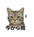 リアルかわいい天気アメリカンショートヘア（個別スタンプ：2）