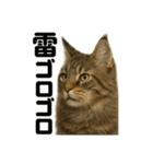 リアルでかわいい天気メインクーン猫｜毎日（個別スタンプ：7）
