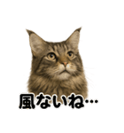 リアルでかわいい天気メインクーン猫｜毎日（個別スタンプ：10）