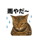 リアルでかわいい天気ベンガル｜毎日使える（個別スタンプ：15）